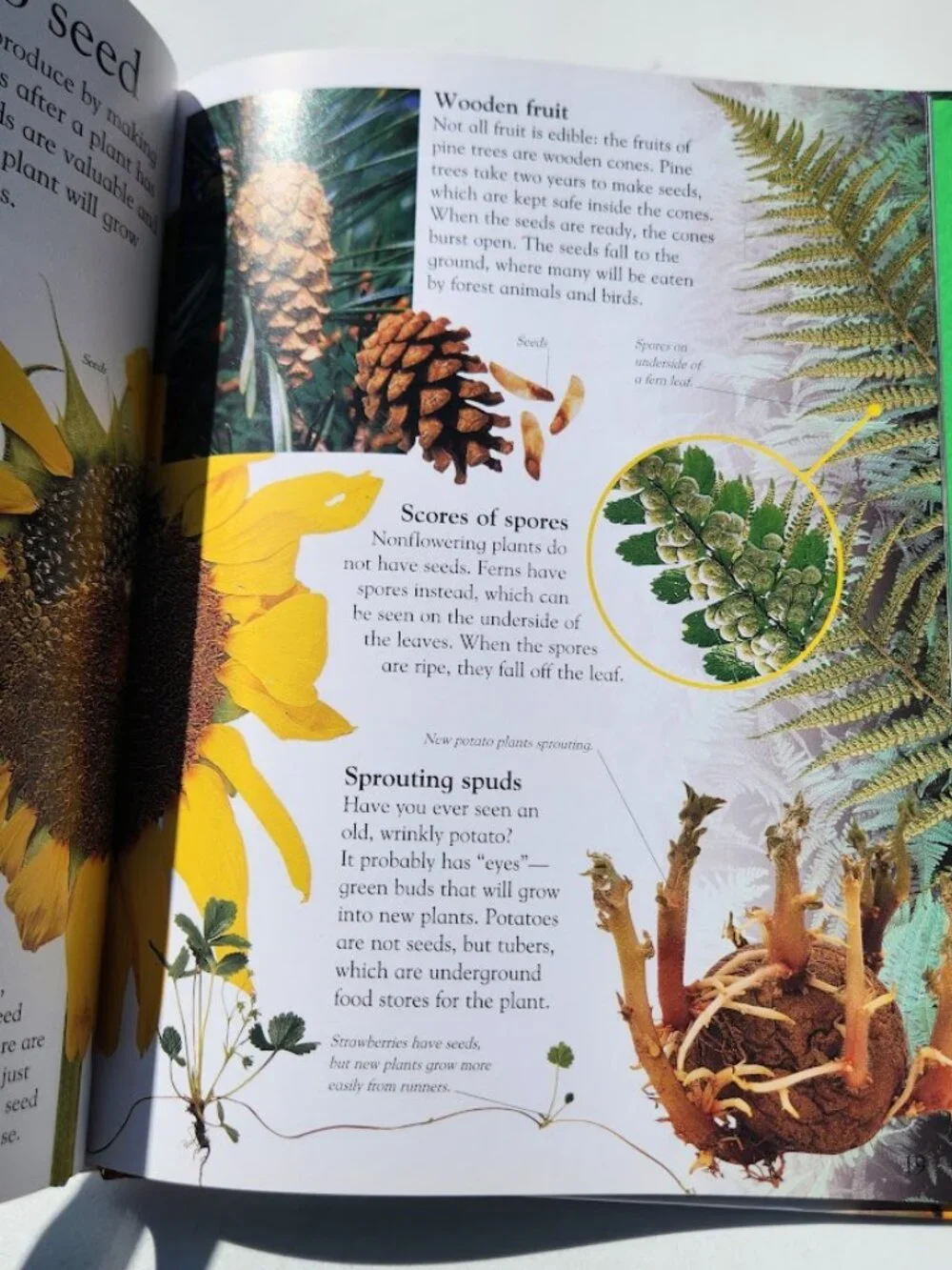 NEW DK Eye Wonder Plant Hardcover Book by David Burnie DK Publishing 48 pages IS